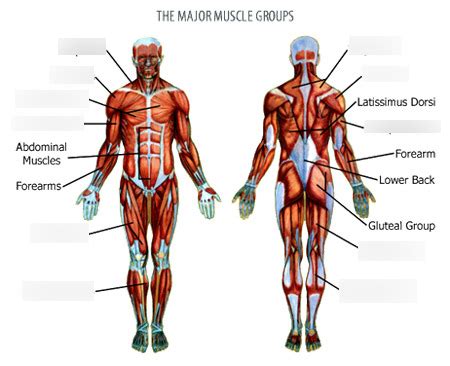 Muscle groups Diagram | Quizlet