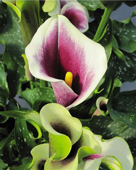 Calla Lily Meaning | HGTV