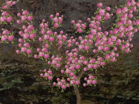 Climbing Hydrangea Pink (One of the items from our summer flowers ...