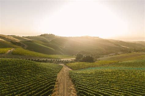 DAOU Vineyards Spotlight – Vintegrity Wine & Spirits