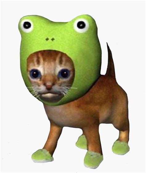 Froggy cat in 2021 | Cat aesthetic, Cute animals, Cats