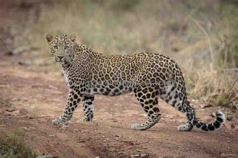 Male Leopard (Panthera Pardus Fusca) - In Tigers & Other Indian Wildlife - Tigers In The Forest