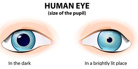 Pupil Reflex: What Is The Function Of The Pupillary Light Reflex