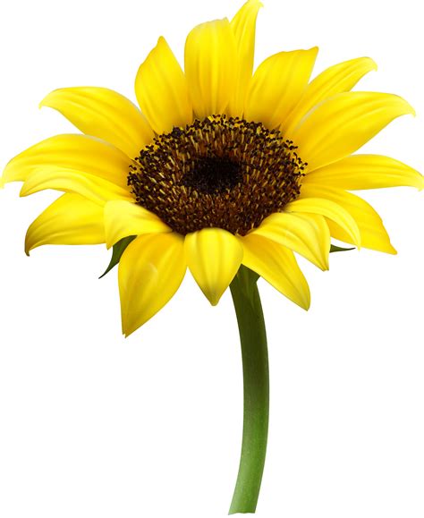 Sunflower Single transparent PNG - StickPNG