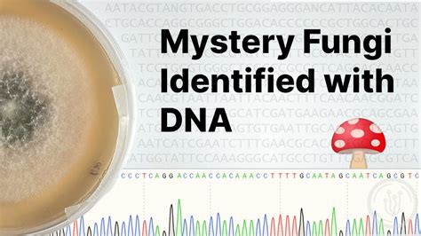 DNA Barcoding Fungi at Home: Sequencing, Analysis and Identifying Fungi - YouTube