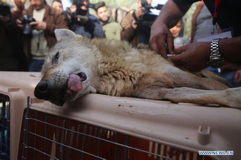 Feature: Gaza's oldest zoo shuts down after animals transferred to sanctuaries in Jordan for ...