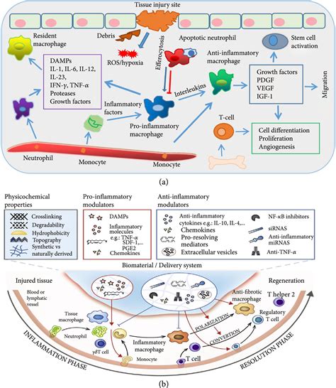 The Dynamic Inflammatory Tissue Microenvironment: Signality and Disease Therapy by Biomaterials ...