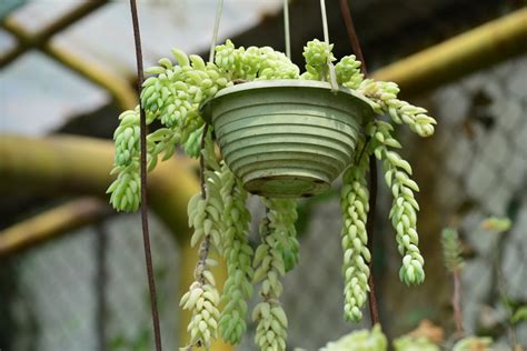 15 Awesome Hanging Succulents | Just Houseplants