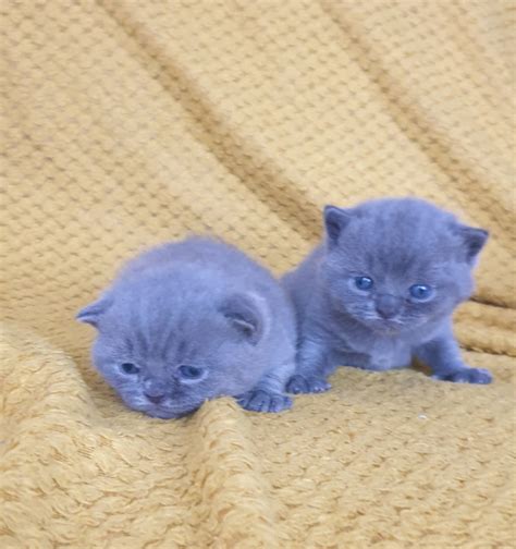 Blue British Shorthair Kittens. Gccf registered | in Middleton, Manchester | Gumtree