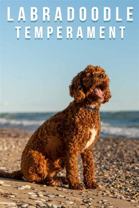 Labradoodle Temperament - Are They More Poodle, Lab, Or Magic Mix?