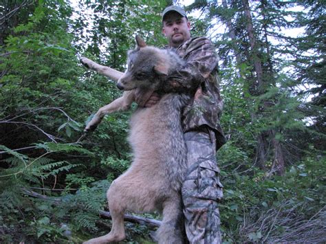 Gray wolf hunts can continue, federal judge says | The Spokesman-Review