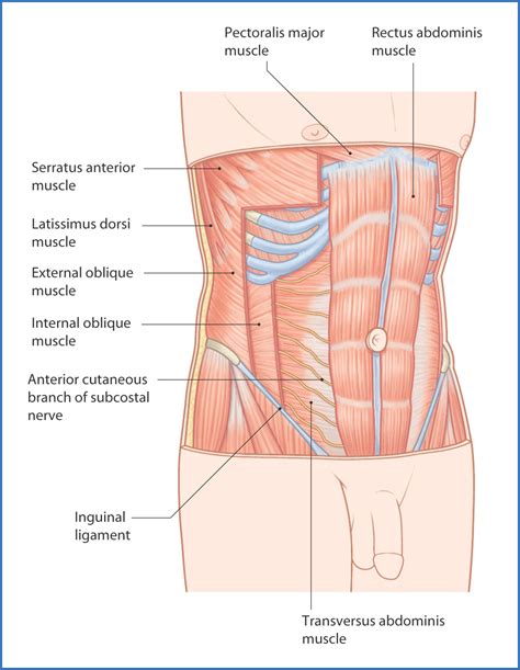 Contratación dividir asistencia anterior abdominal wall anatomy Escepticismo apagado obvio