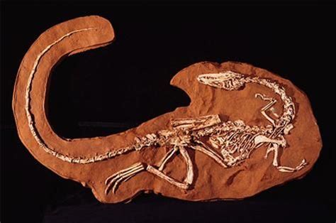 600 Million Years - Coelophysis: Melbourne Museum | Fossils, Prehistoric creatures, Fossil