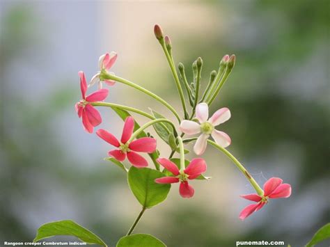 Plants and Flowers of India Rangoon creeper | Flowering creepers ...