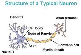 Dendrite | Definition, Function & Dysfunction - Lesson | Study.com