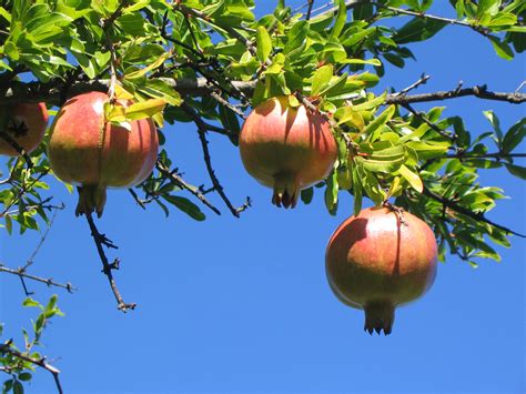 Autumn fruits in Montenegro