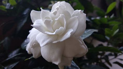 How to Prune a Gardenia - The Ultimate Guide For Beginners!