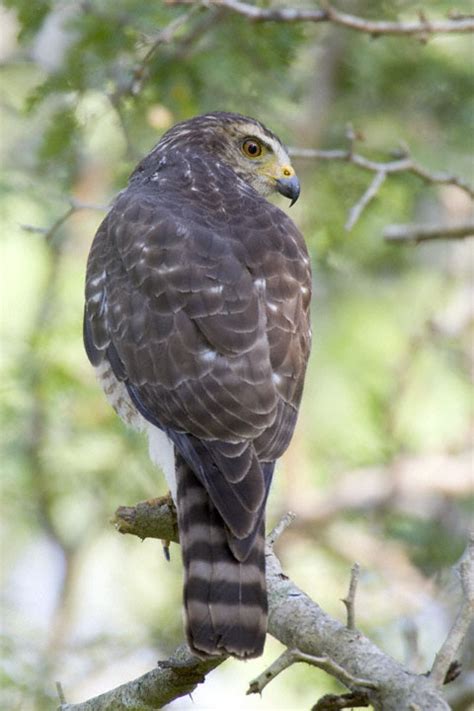 Roadside Hawk (Buteo magnirostris)