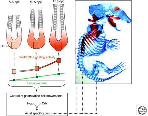 Signaling Gradients during Paraxial Mesoderm Development