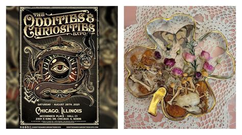 Interested In Taxidermy And Other Creepy Collectibles? The Oddities & Curiosities Expo Is This ...