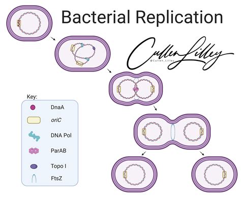 Bacterial Replication — PathElective