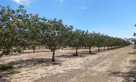 Wimmera Pistachio farm listed