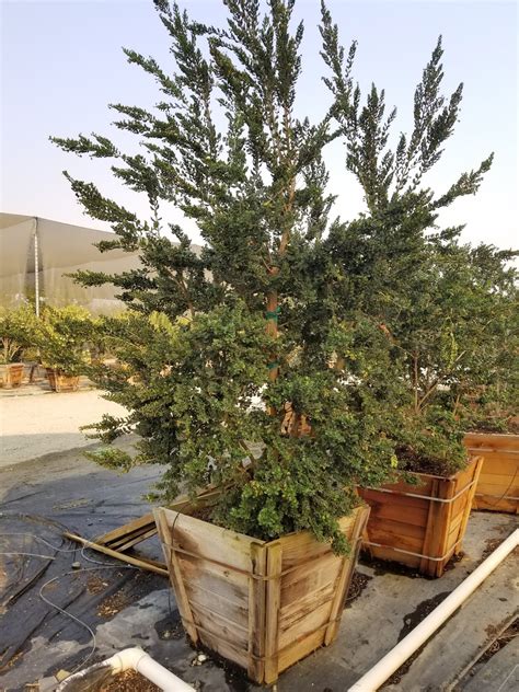 Recent Plant Photos at Western Tree Nursery: Luma apiculata 24" box