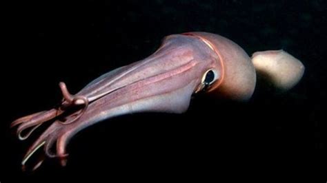 Humboldt squid - Alchetron, The Free Social Encyclopedia