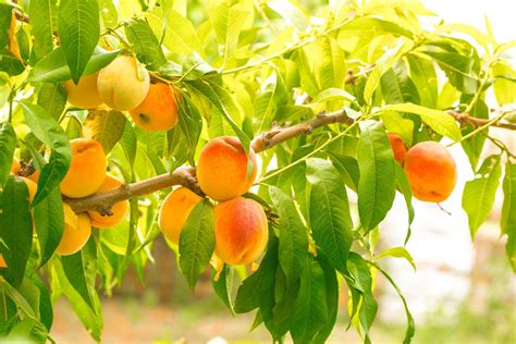 Fruit Trees in the Urban Landscape - T-Y Nursery