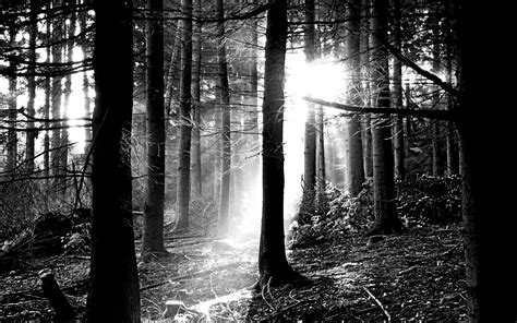 Woods of foye? :D | Forest wallpaper, Black and white, Forest pictures