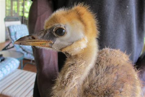 Baby crowned crane lost and found - Africa Geographic