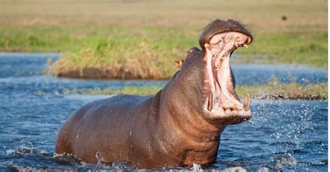 Hippo Mouth: Size and Facts - IMP WORLD