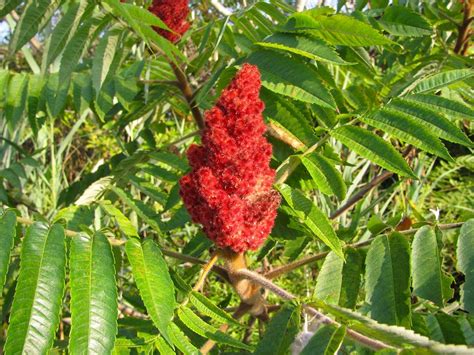 Staghorn Sumac | Glen Arboretum