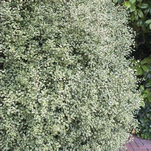 Pittosporum silver sheen | Garden | Pittosporum silver sheen, Evergreen hedge, Garden hedges