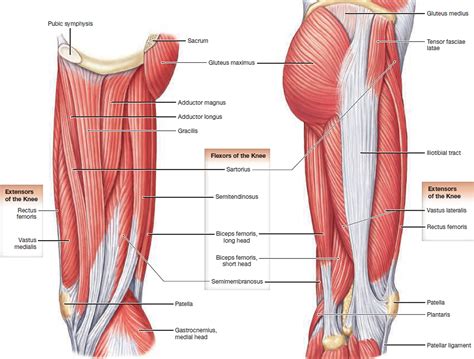Muscle Anatomy - Skeletal Muscles - Groin Muscles - Calf Muscles