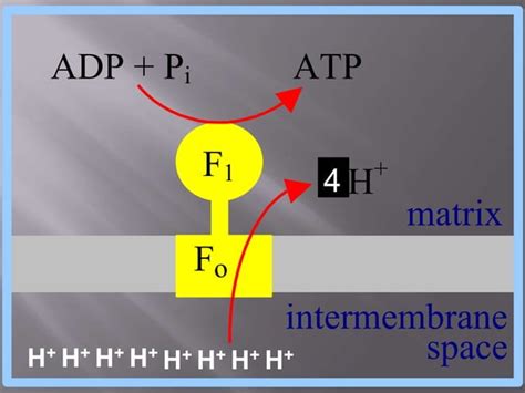 Chemiosmotic theory