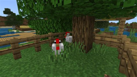 Better Chickens Texture Pack | Minecraft PE Bedrock Texture Packs