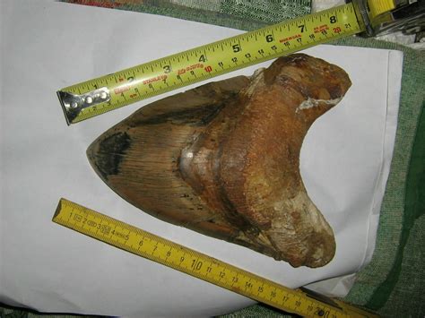 What is the largest Megalodon tooth ever found? - FossilEra.com