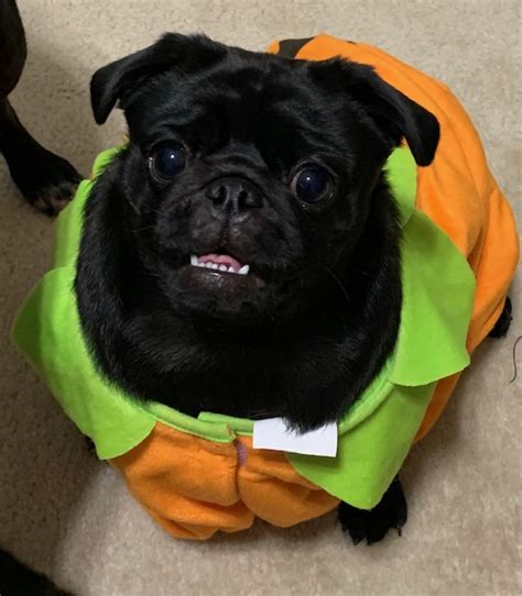 Halloween pug and some news... | Alyssa Day