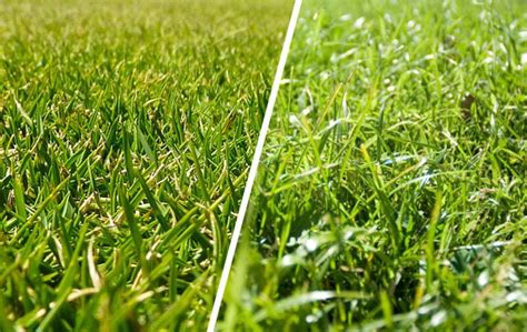 3 Ways Zoysia Grass Differs from Bermuda Grass