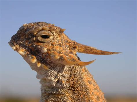 Horned Lizard | Yuma Scientist