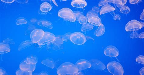 Blue Jellyfish in Water · Free Stock Photo