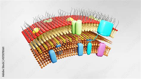 3D illustration of cell wall of gram-positive bacteria, contains ...