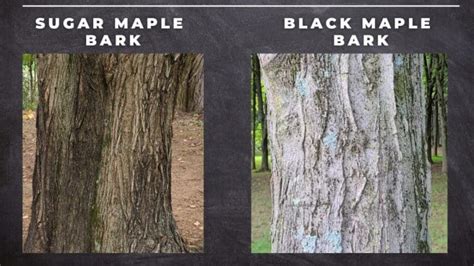 Maple Tree Identification – A Complete Guide – GrowIt BuildIT