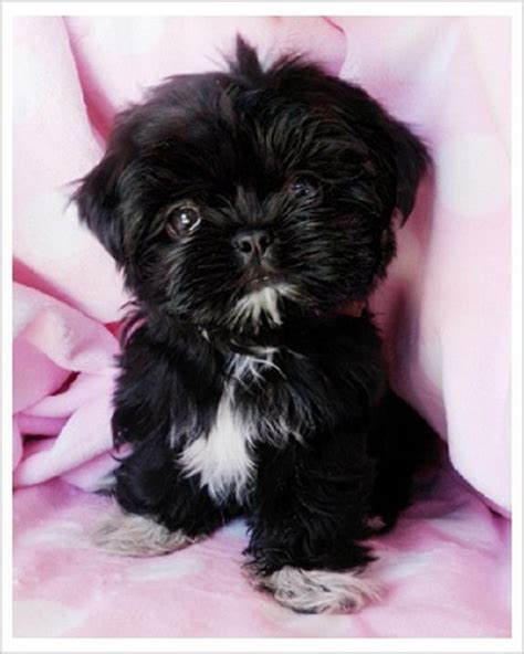 Black Teacup Shih Tzu Puppies Zoe Fans Blog Cute Baby The Cutest Little Shih Tzu Puppies For ...