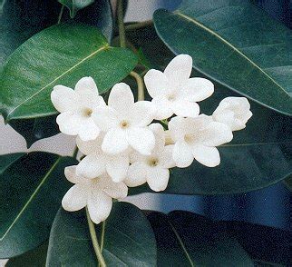 Stephanotis Floribunda – Madagascar Jasmine - Flowers