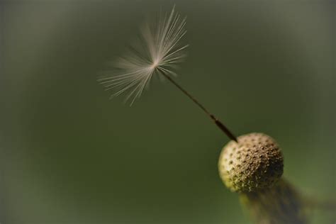 Dandelion Seed - a photo on Flickriver