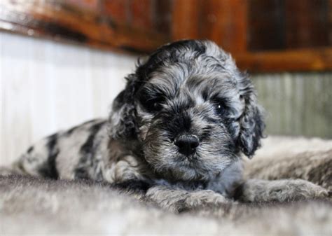 Poppy, a Blue Merle Male Cockapoo Puppy 677256 | PuppySpot