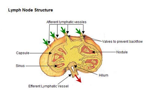 Describe a Lymph Node and Its Major Functions - NoelgroDrake