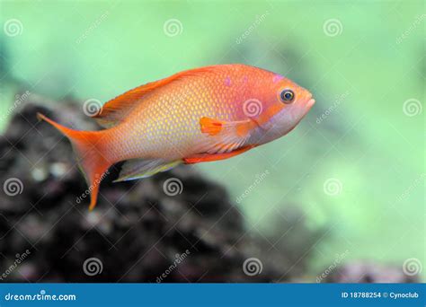 Anthias fish stock photo. Image of tank, anthias, saltwater - 18788254